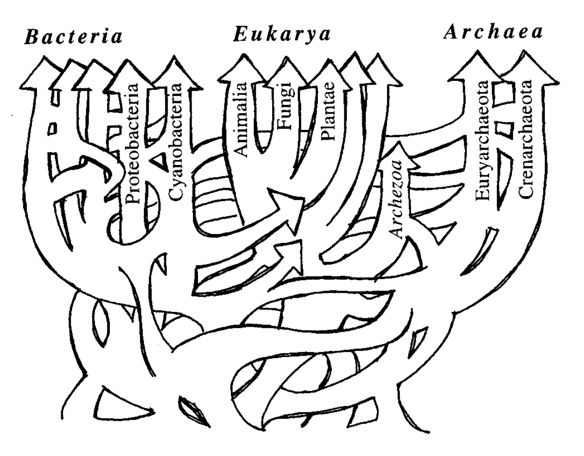 A humorous but also dead serious illustration of the confusing free-for all at the tree of life. Borrowed from Doolittle, 1999