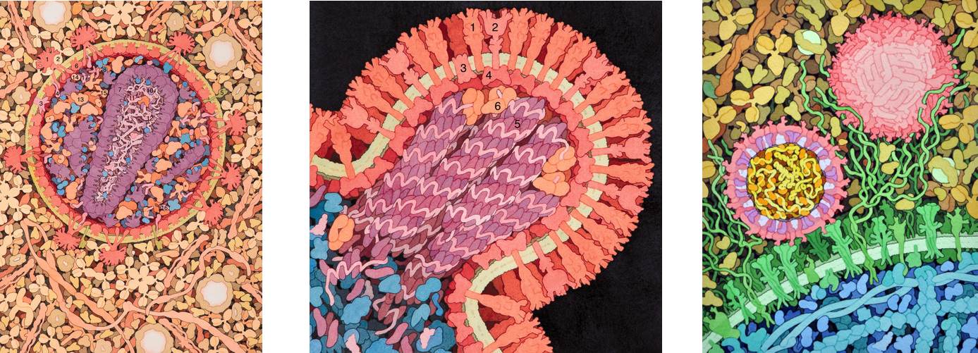 From left to right, HIV, Influenza, and Zika. Each virus is surrounded by a structure made of repetitive subunits. This is the capsid, a structure that is unique to viruses. Images by D. Goodsell