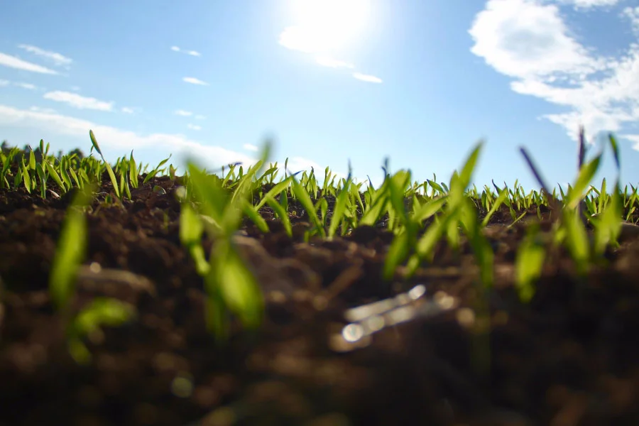 advertising-is-like-planting-corn
