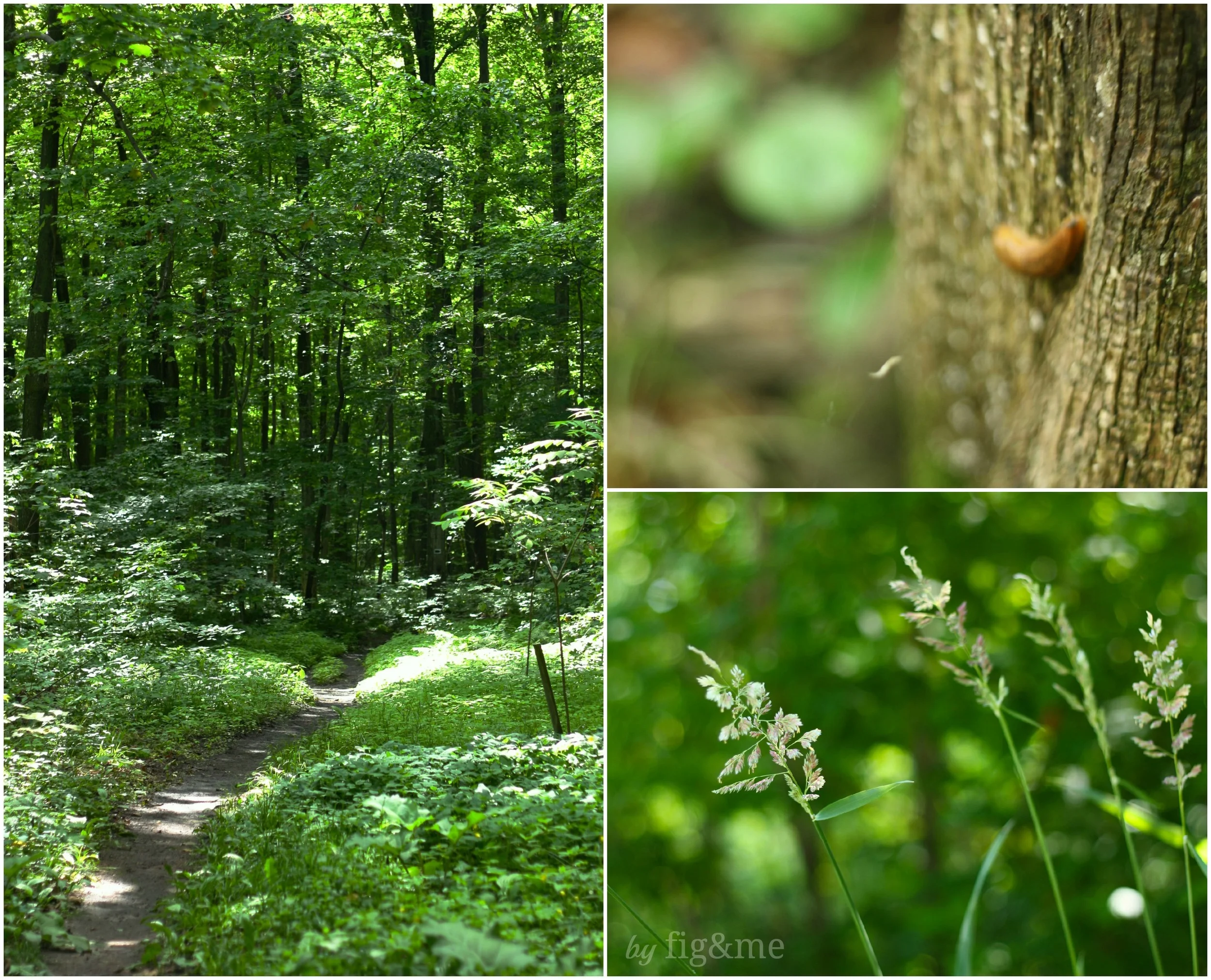 Forest life, by fig and me.