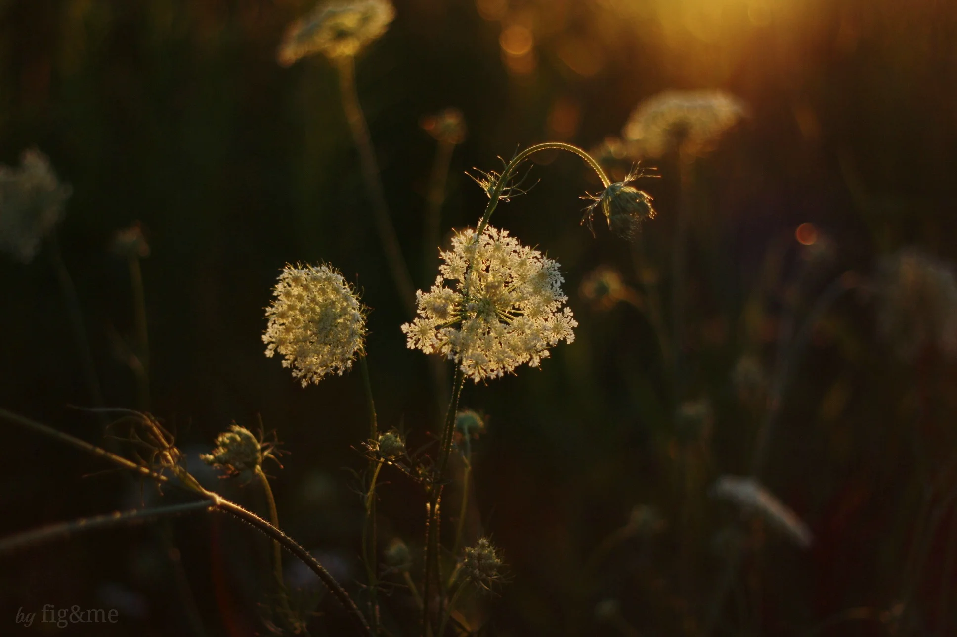 The golden hour, by fig and me.