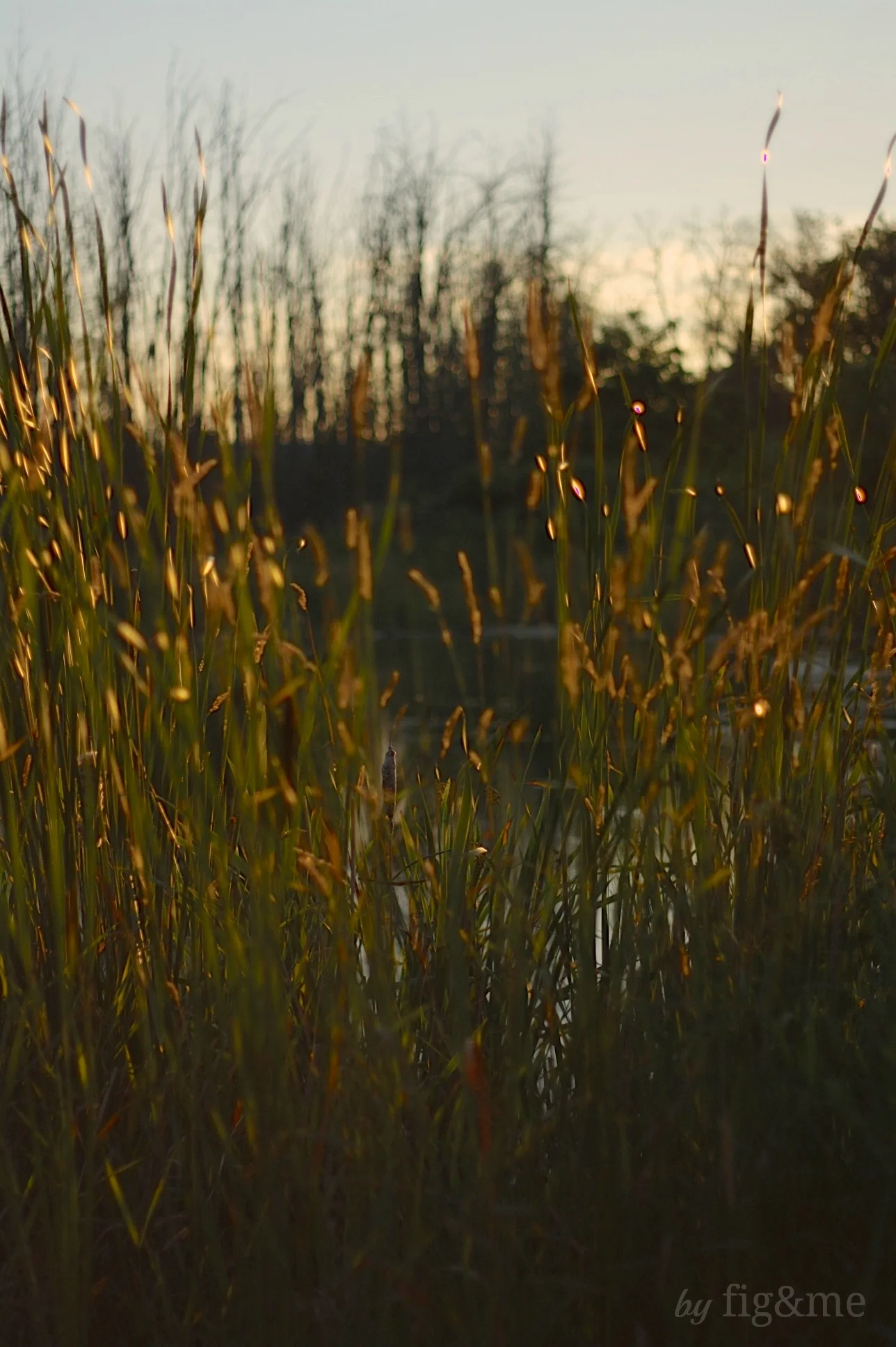 By the pond, Fig and Me.