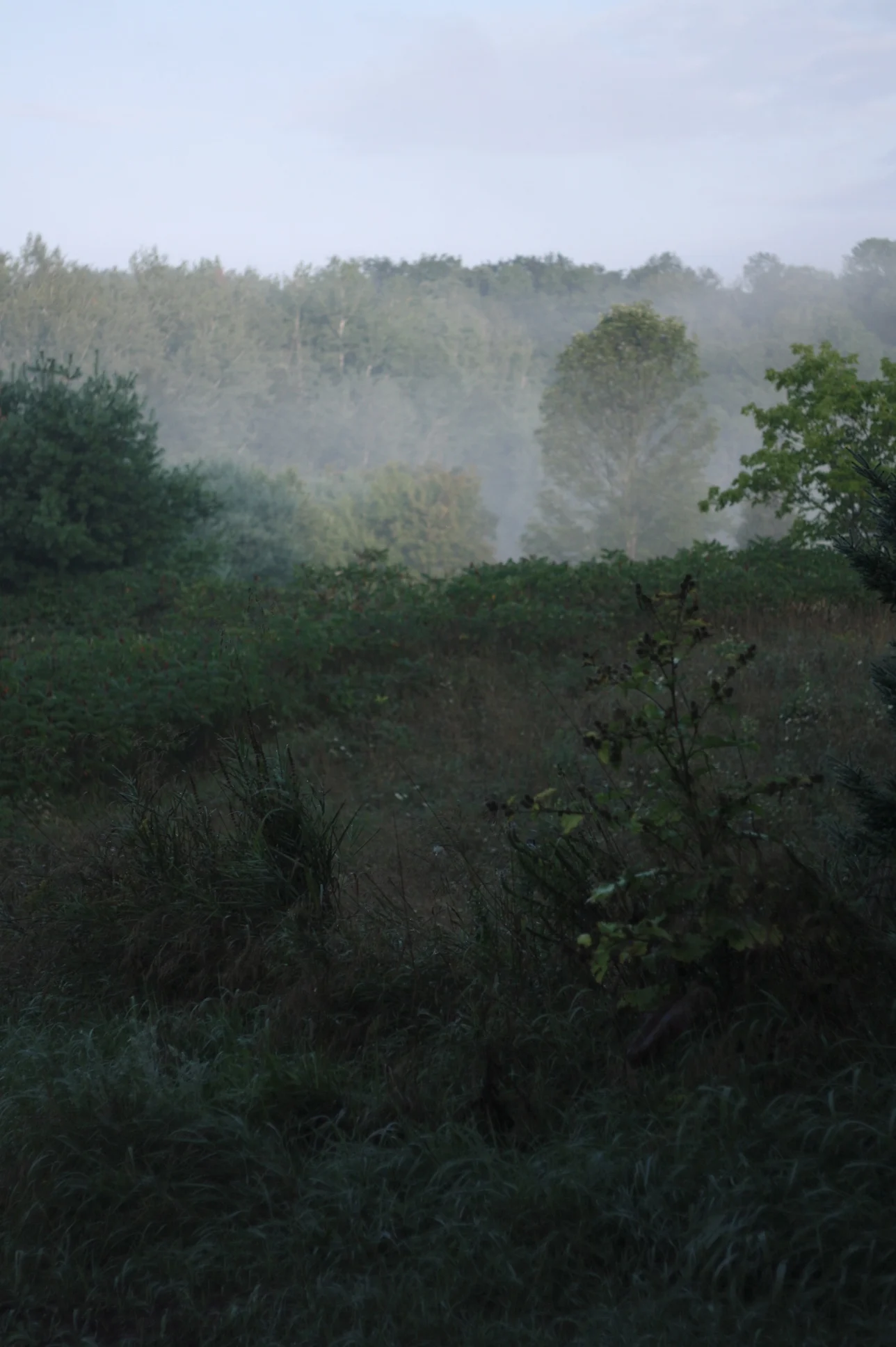 In the mist of late August, by Fig and me.
