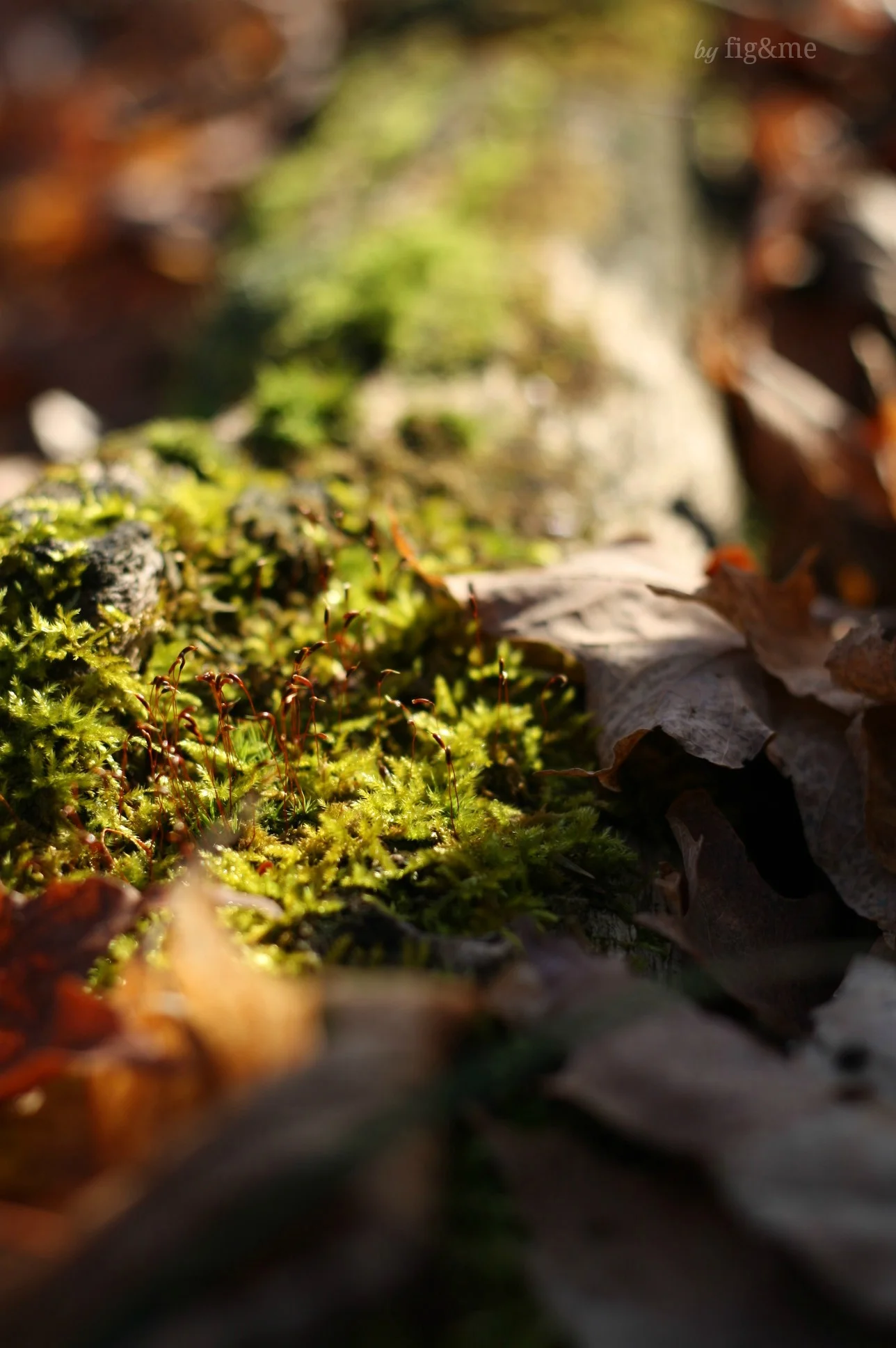 moss.jpg