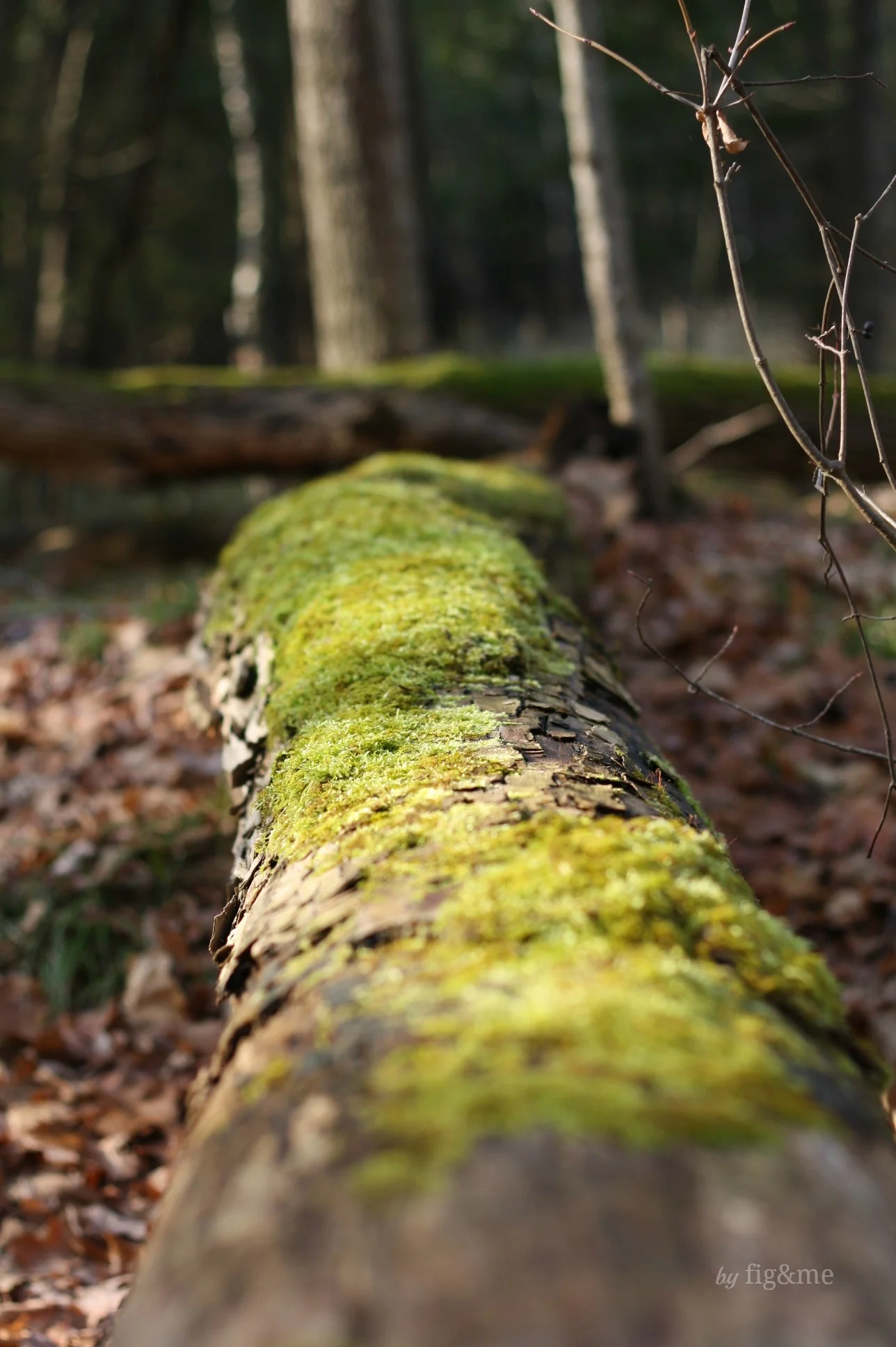 where-fairies-dwell.jpg