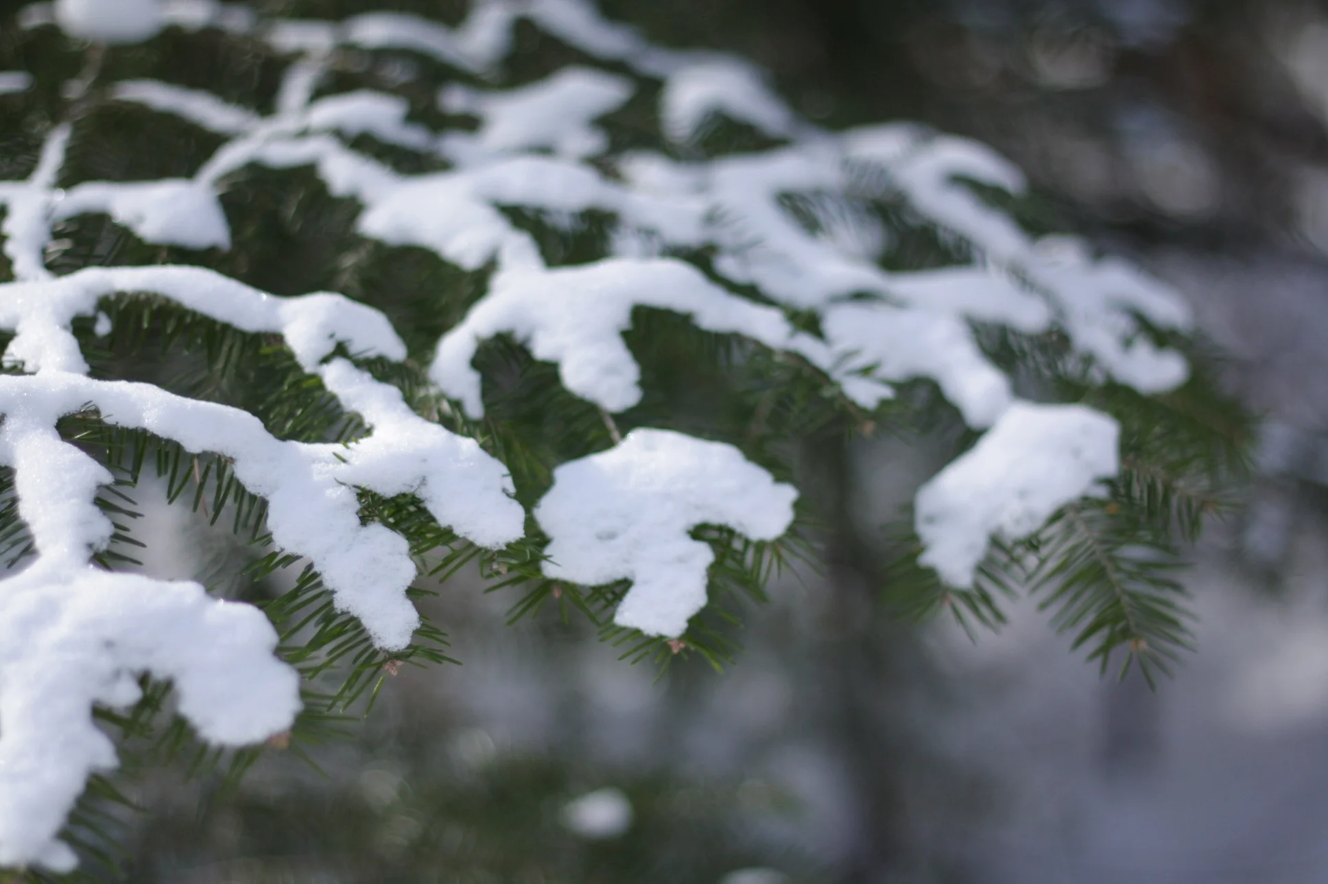 evergreens.jpg
