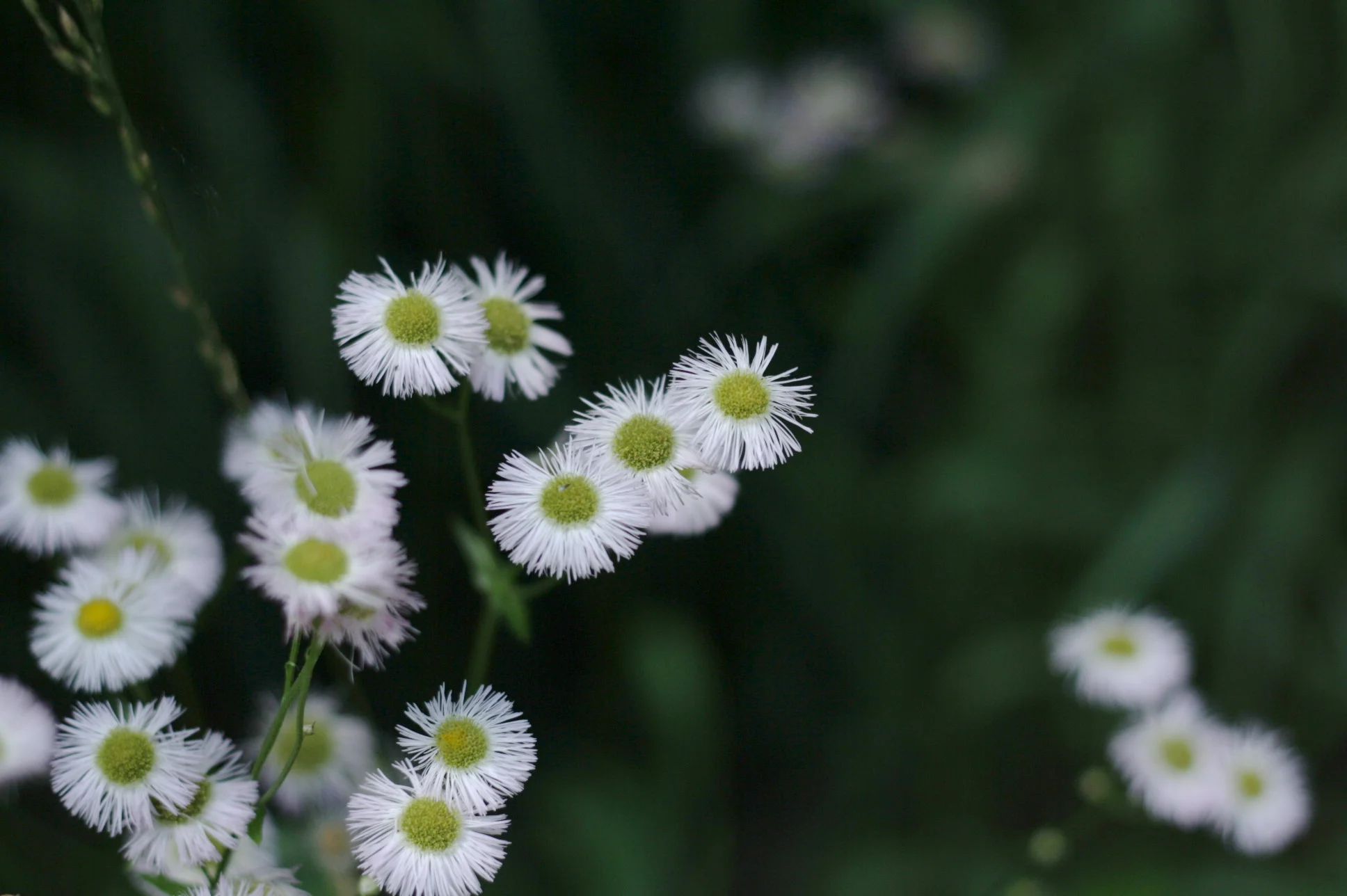 Asters.