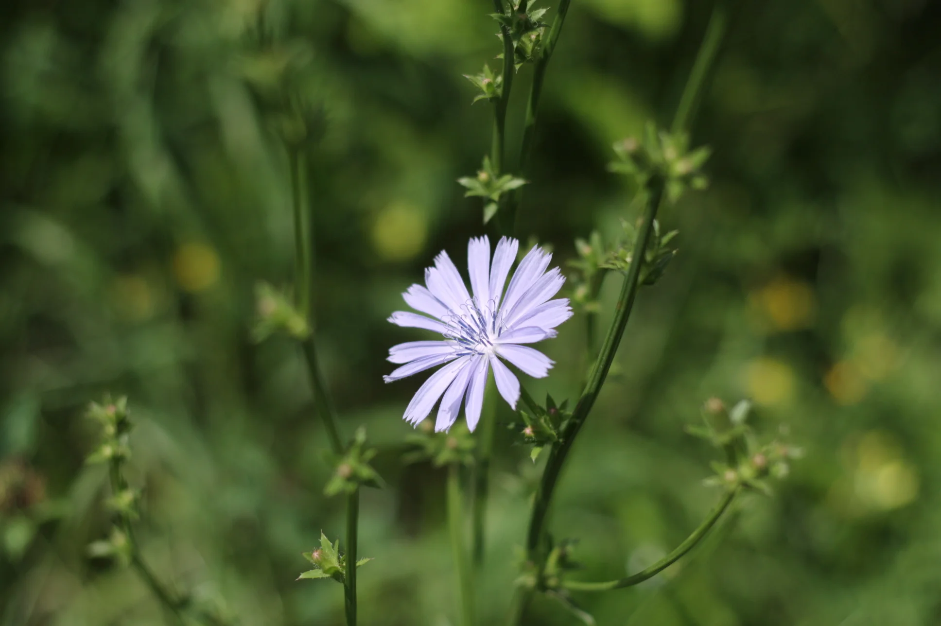 Chicory.
