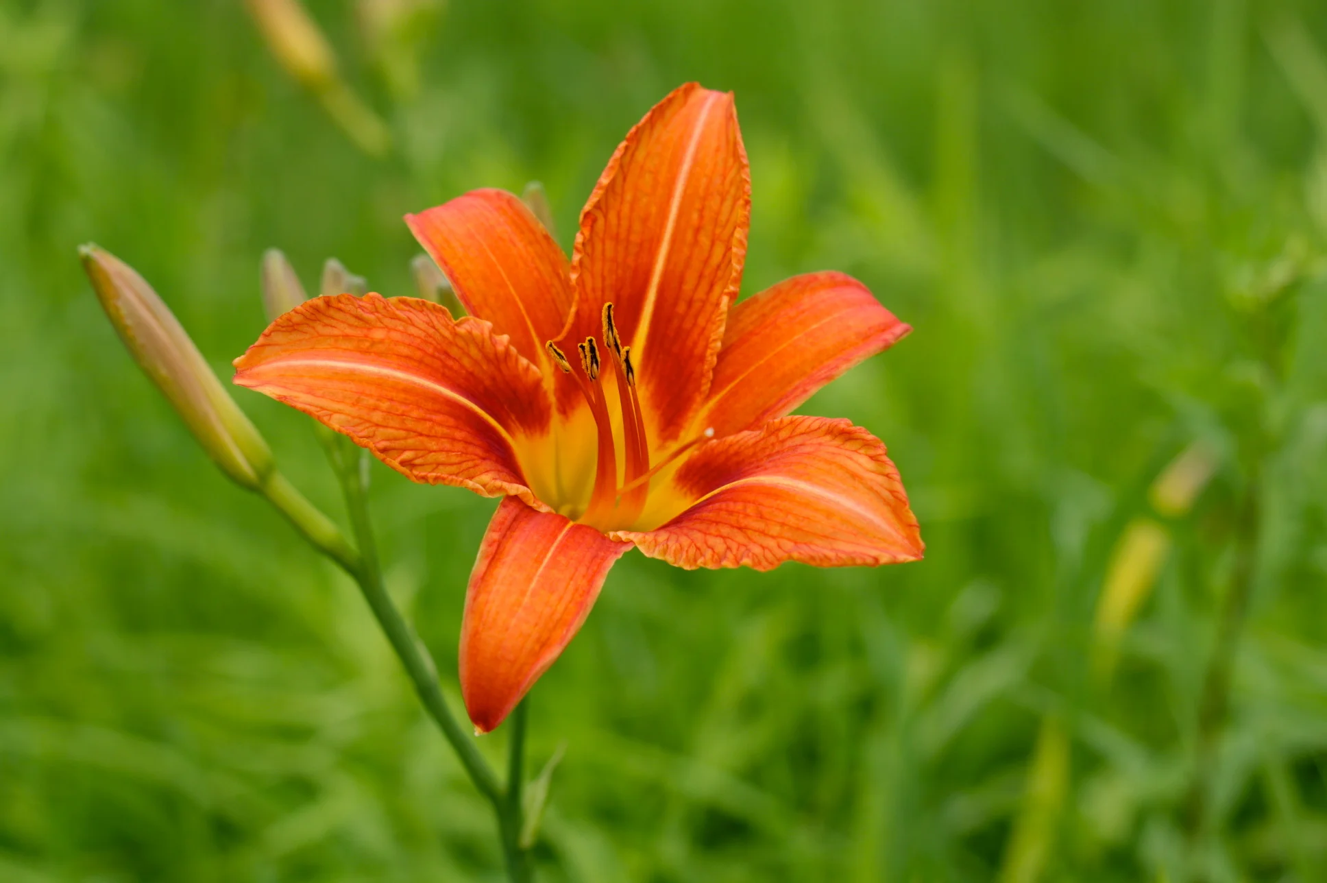 Orange Daylily.