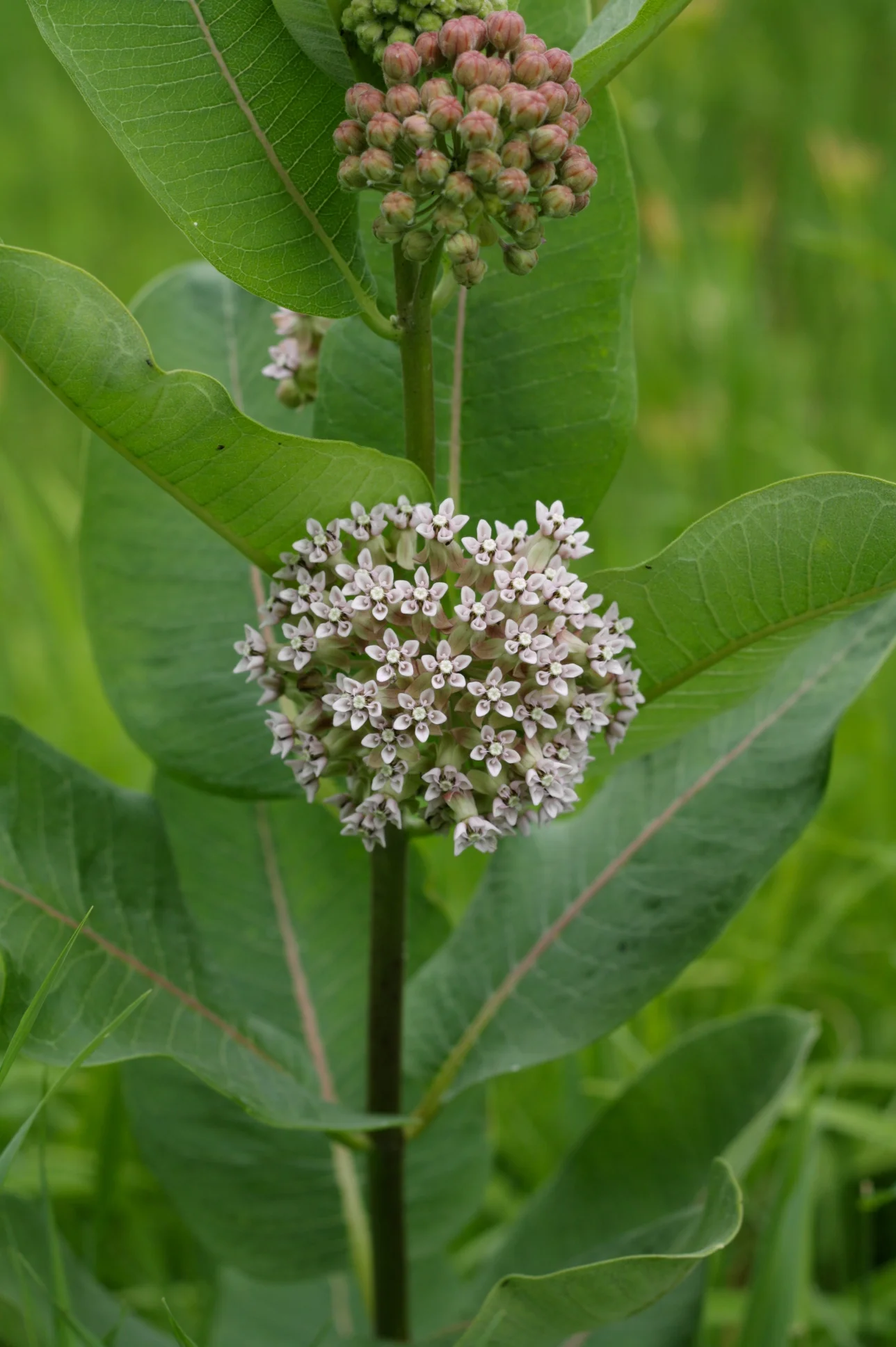 Milkwood Flowers (the leaves are the only source of food for Monarch caterpillars).