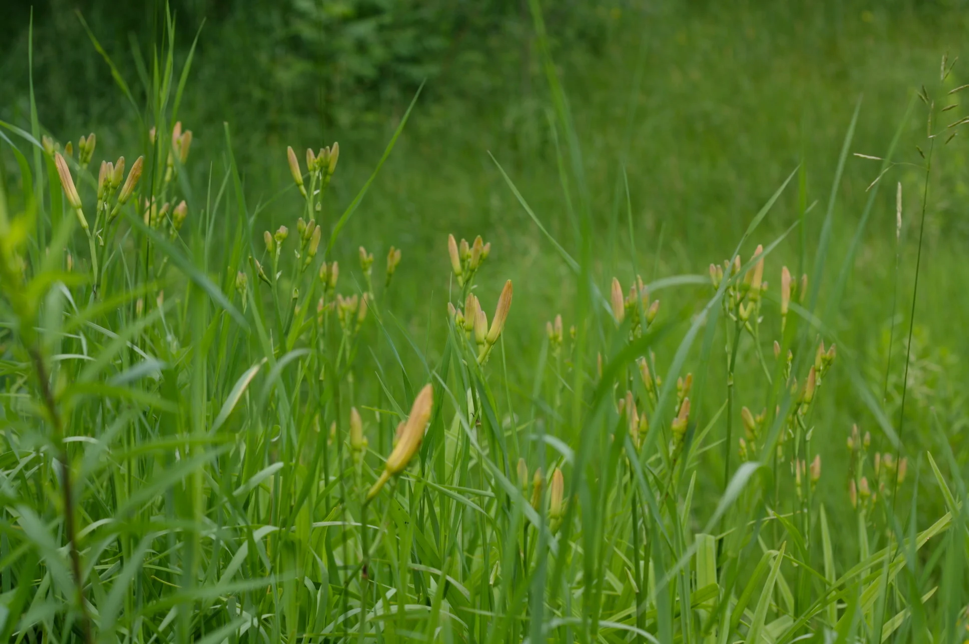 Daylilies are going to explode!