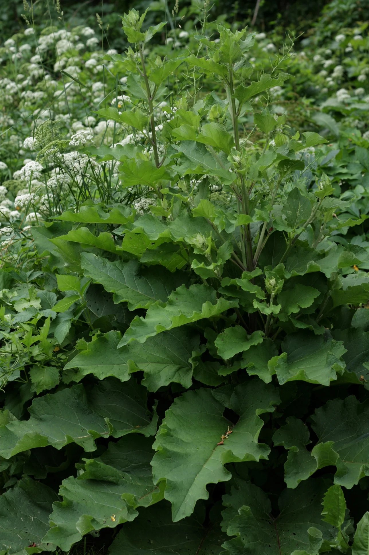 I am pretty sure this exuberance can only be Burdock.