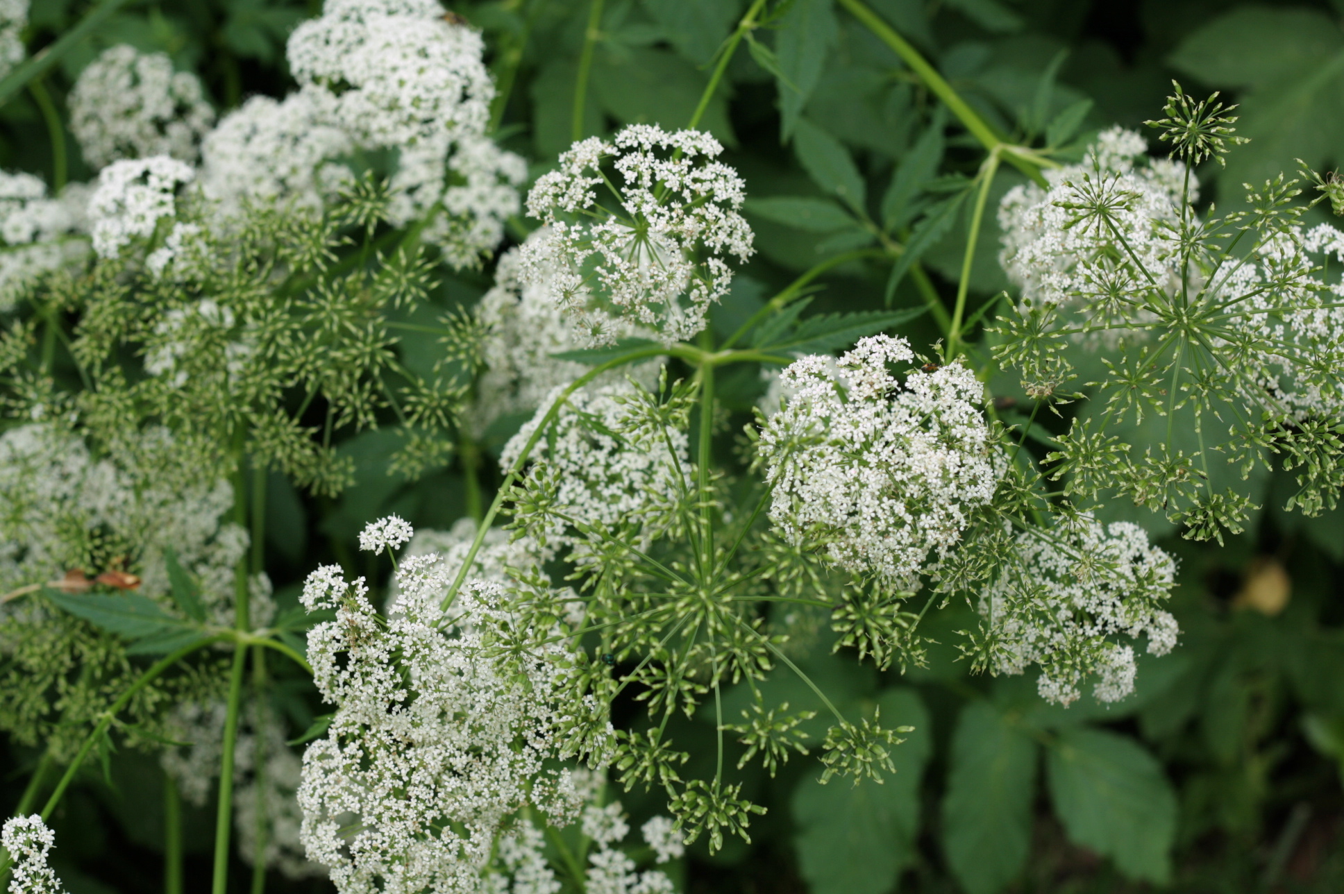 Not confirmed yet, but almost sure this is Water Hemlock (scary!).