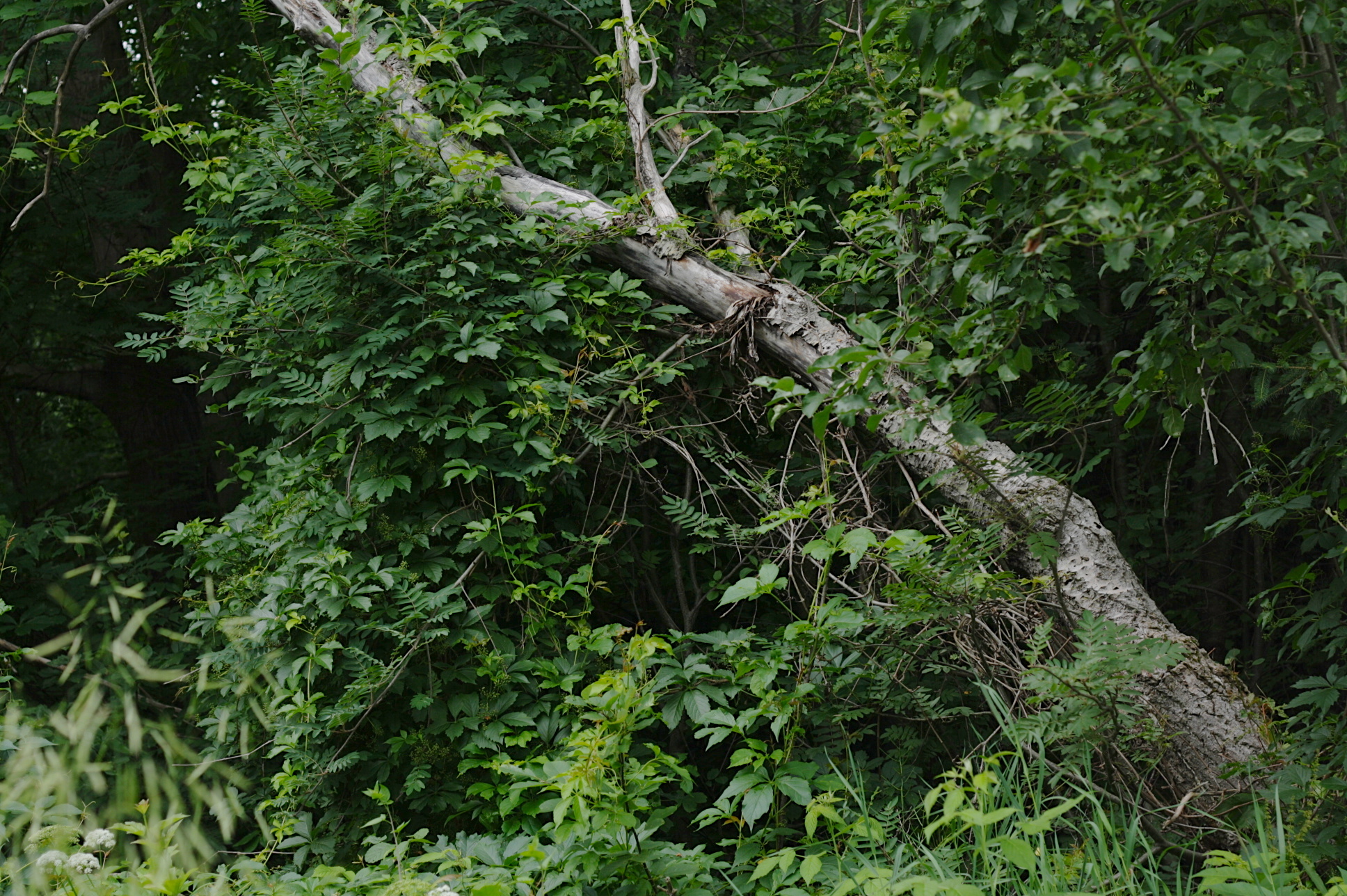Rambunctious vines and all kinds of crazy going on back there.