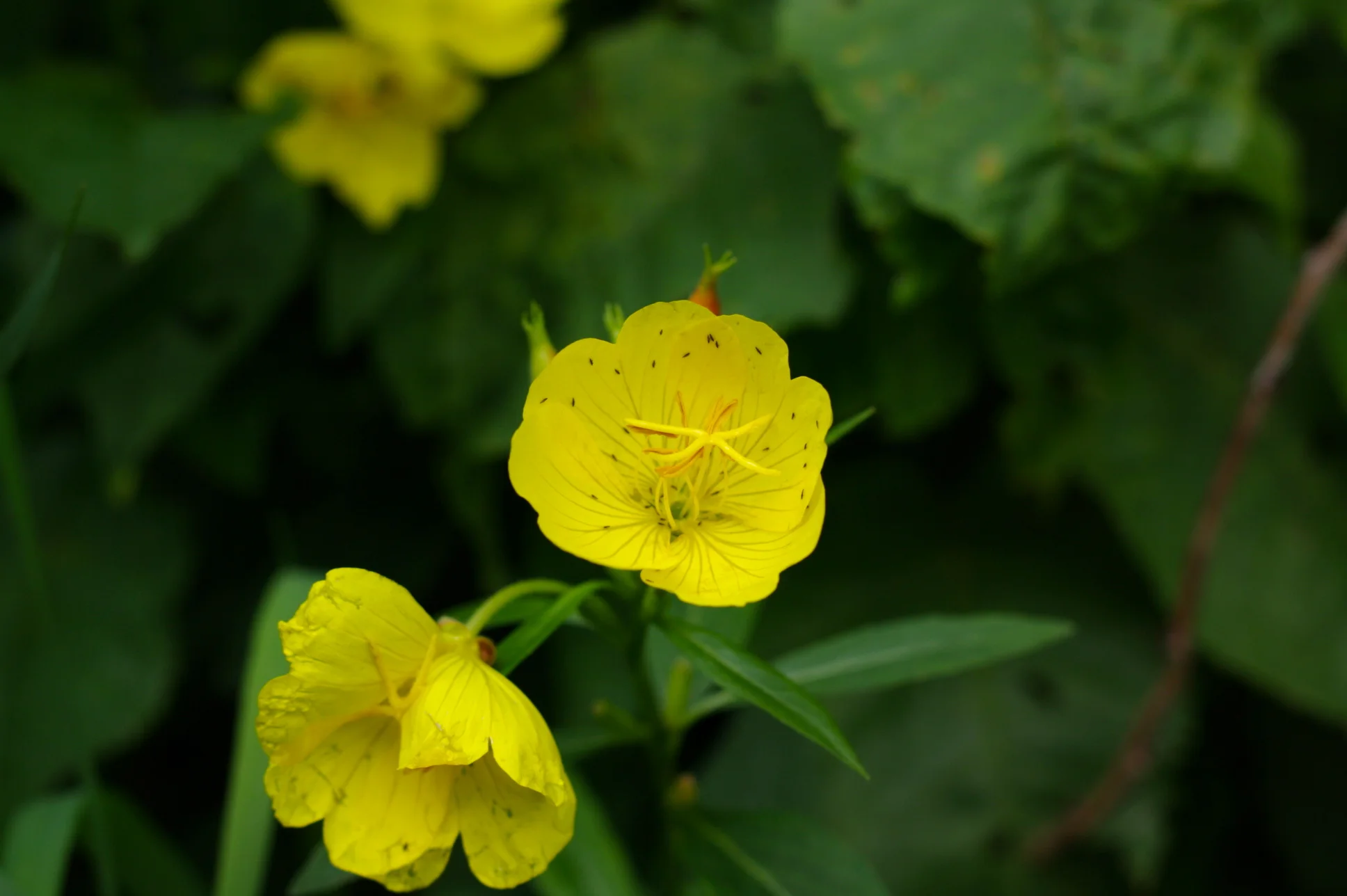 Yellow Sundrops.