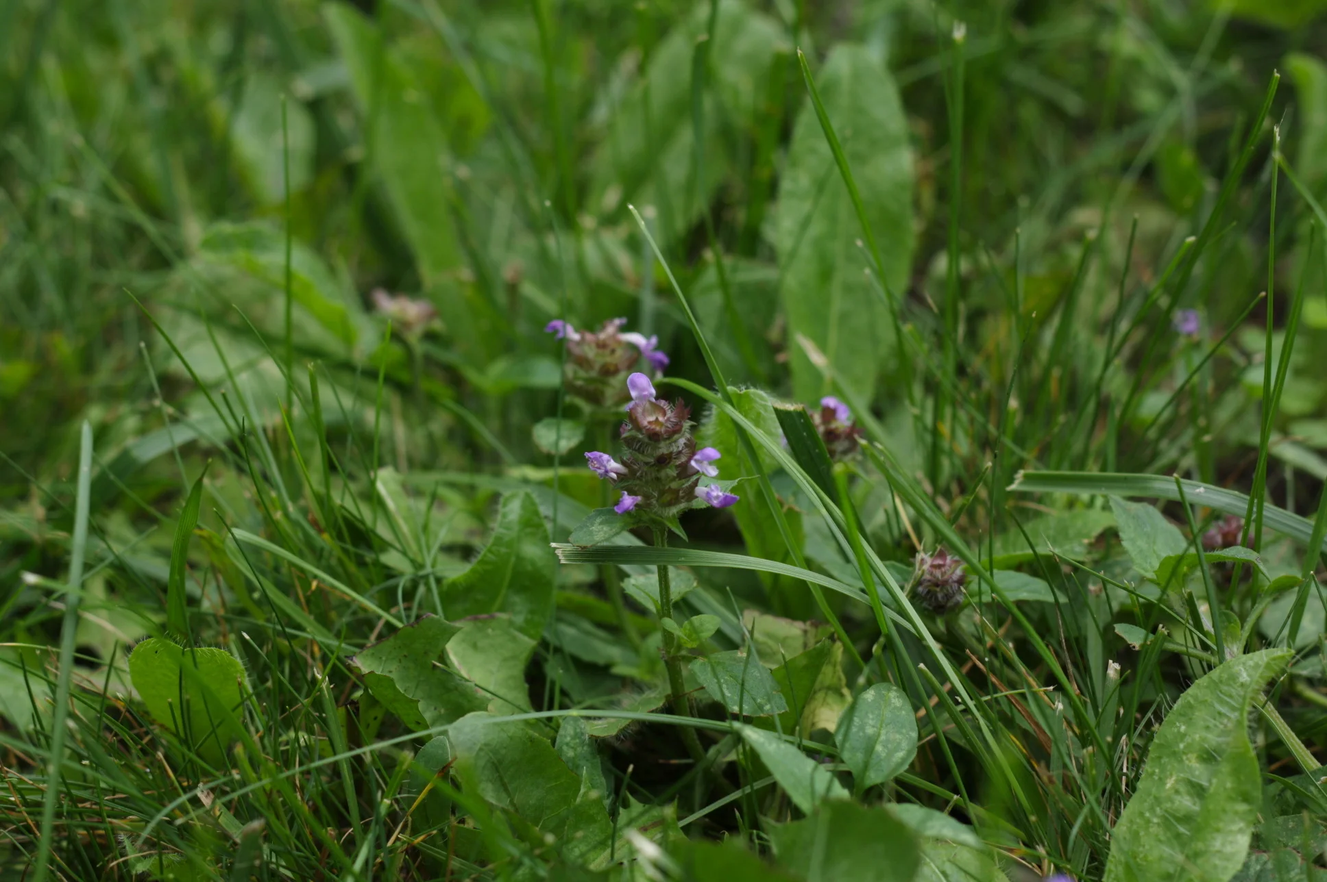 Heal All (Prunella Vulgaris).