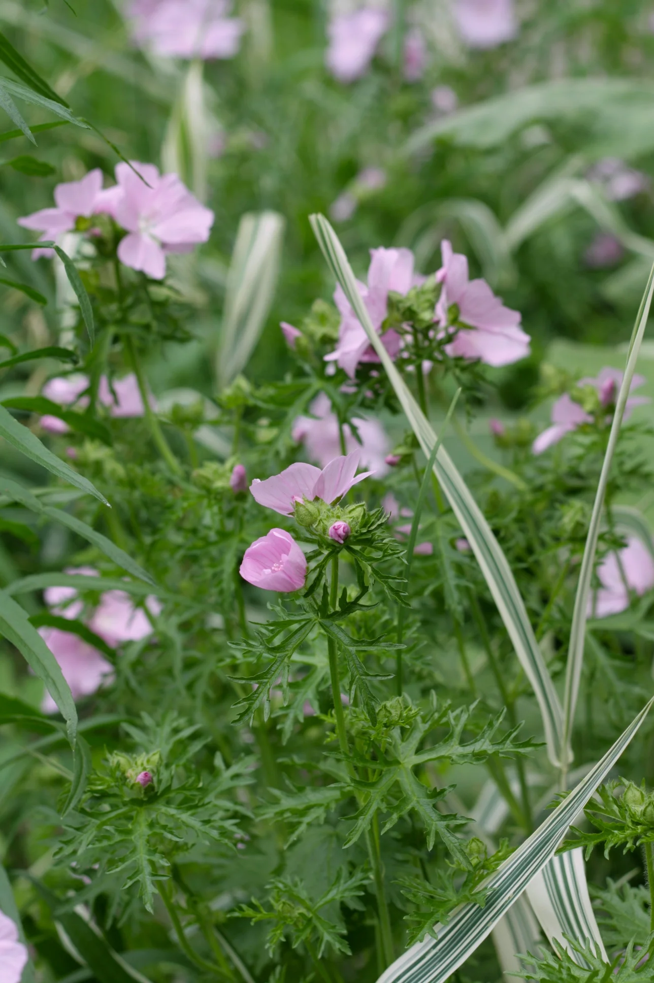 Musk Mallow (also identified with help of Mrs Froken Skicklig!).&nbsp;