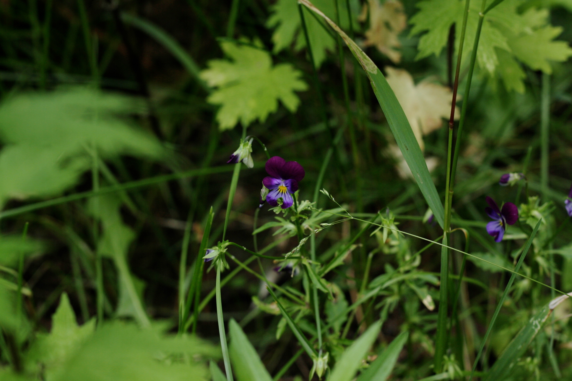 Violets.