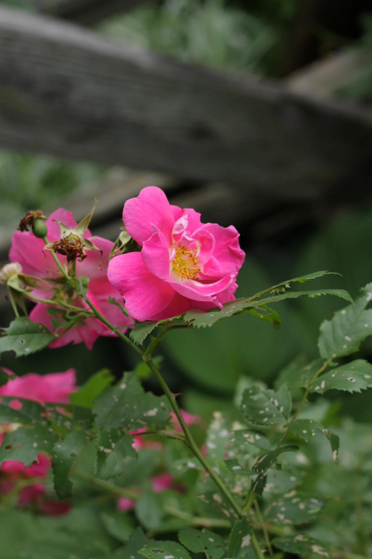 Our poor little rose bush. Sniff sniff.