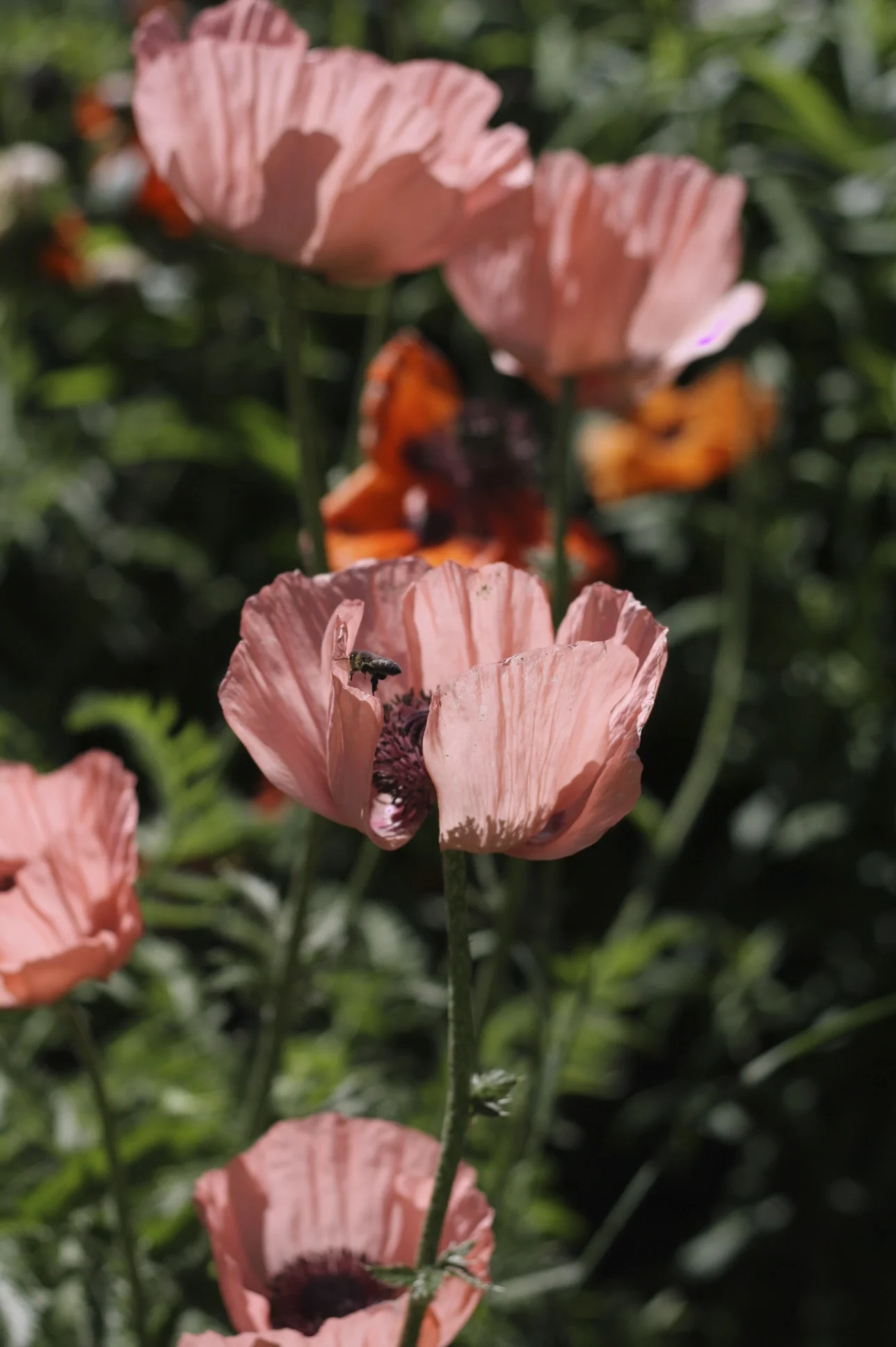 My neighbour's poppies (not blooming anymore)