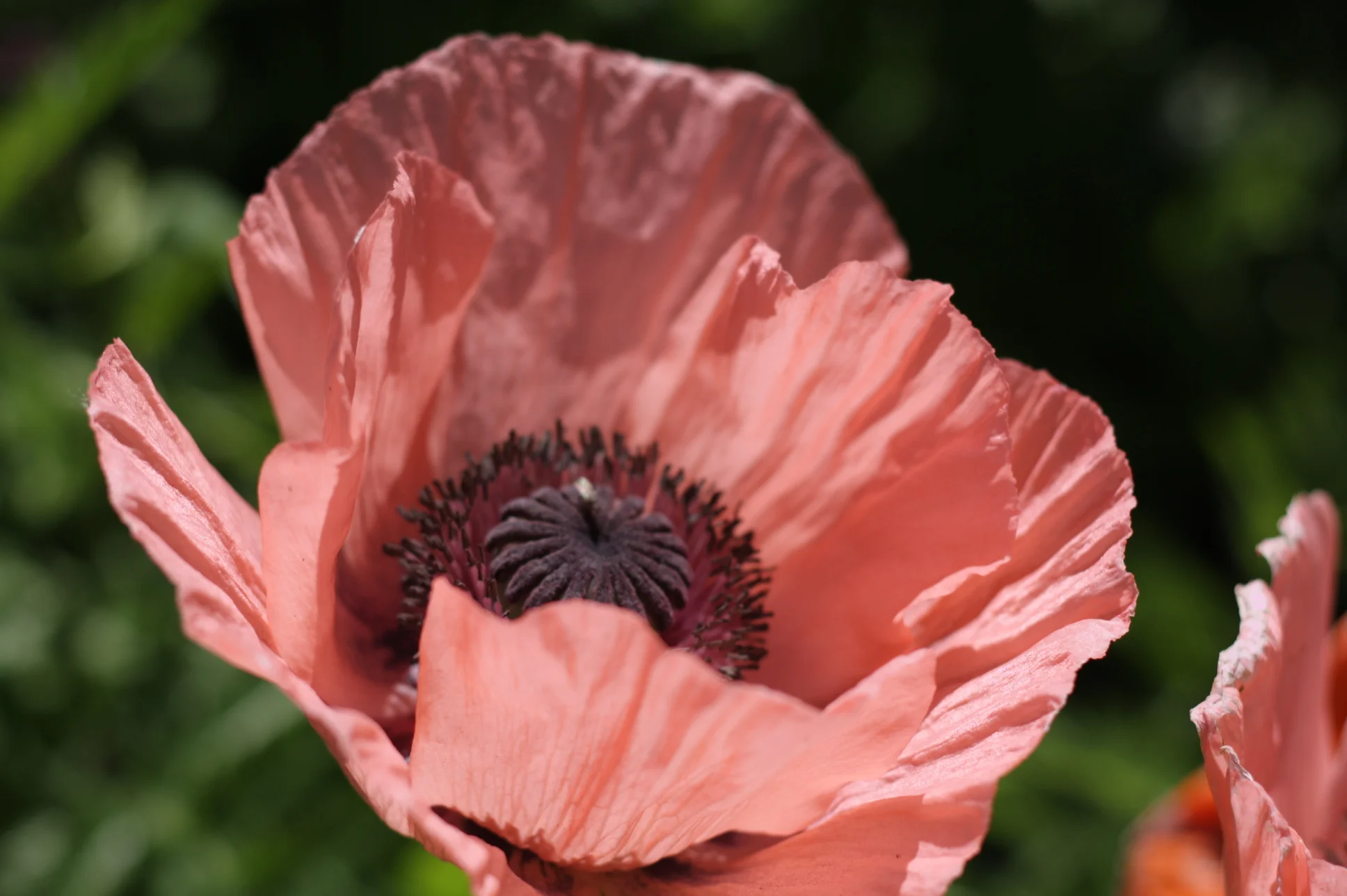 Poppy.