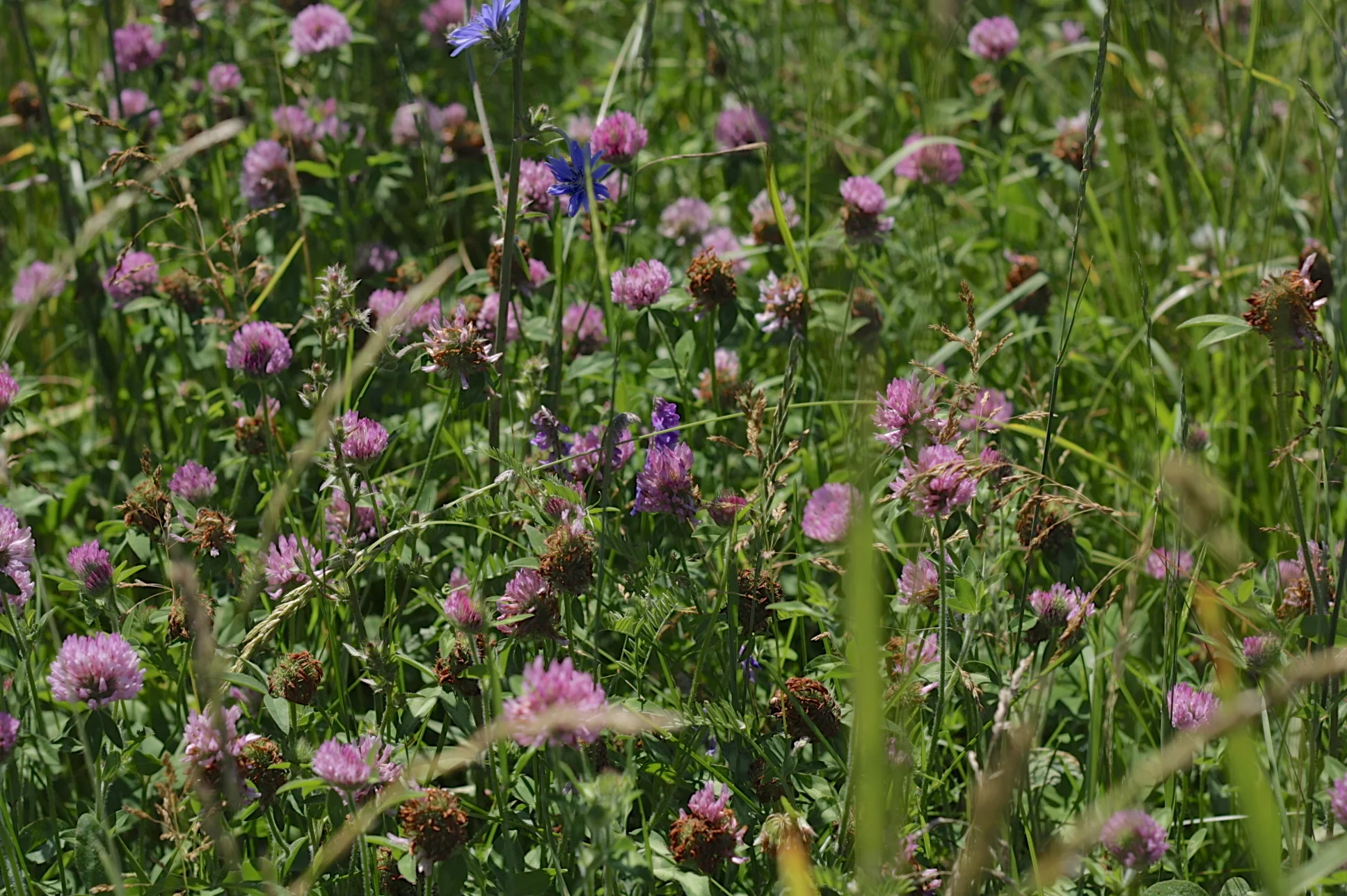 red-clover-meadow.jpg