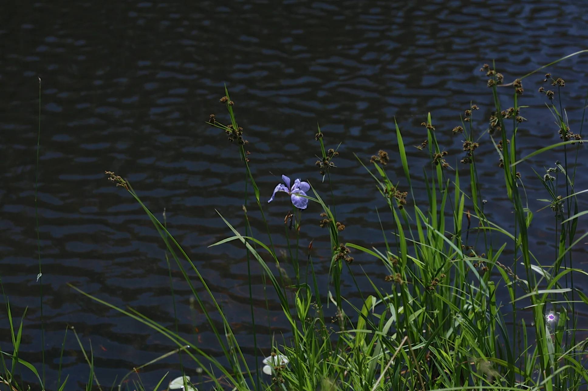lonely-iris.jpg