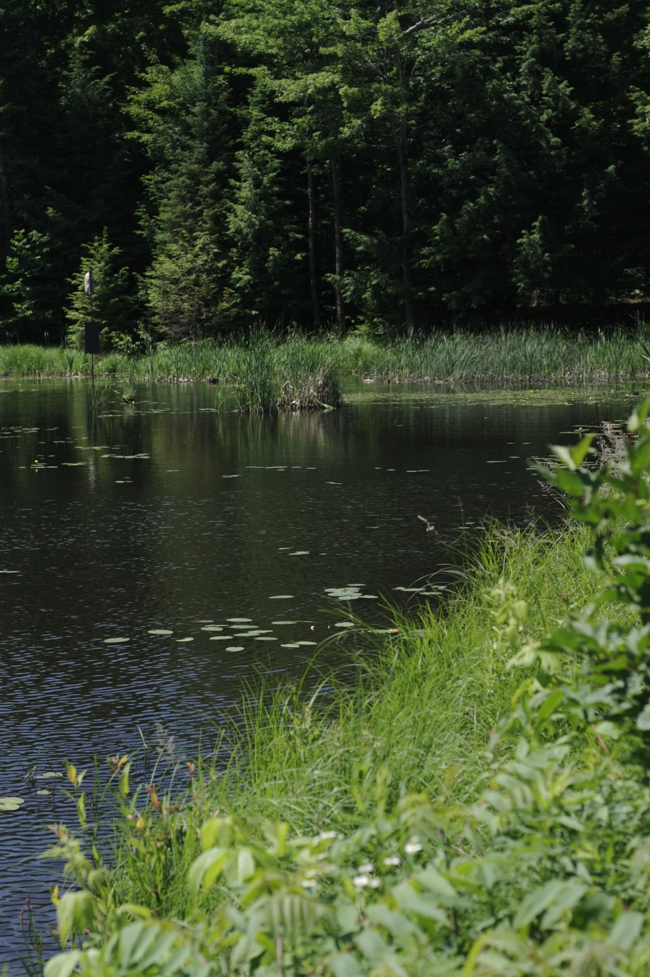 copeland-forest-lagoon.jpg