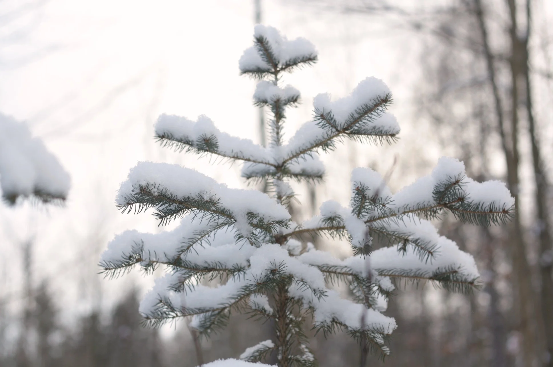 snow-laden-trees.jpg