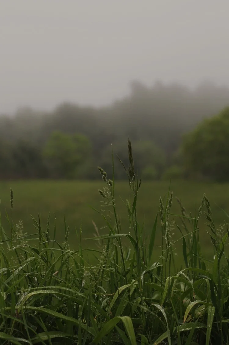 The fog.