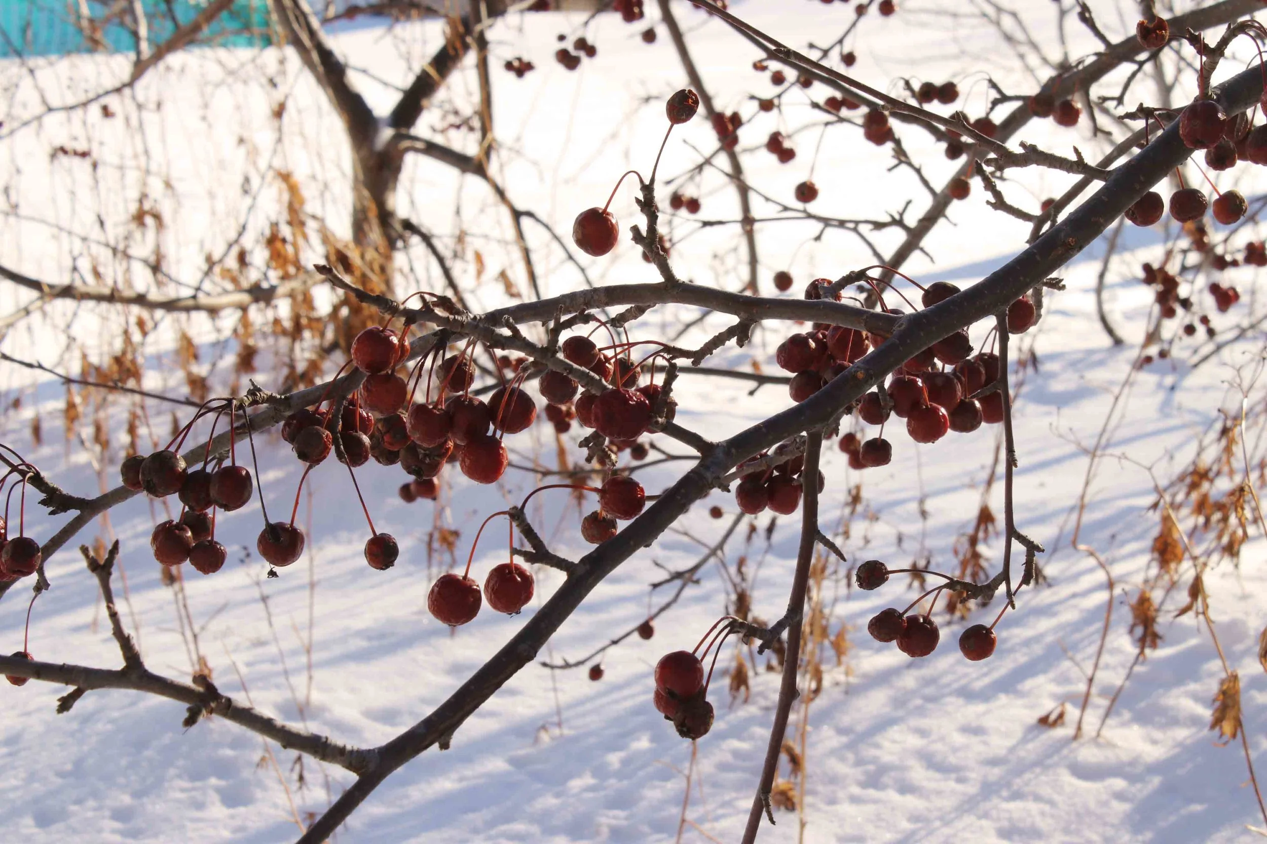 crabapples-in-january.jpg