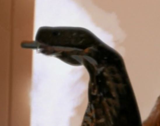 This is stick turning into a snake catching a bullet. Stuff like this happened all the time in the past. Stupid 21st Century.