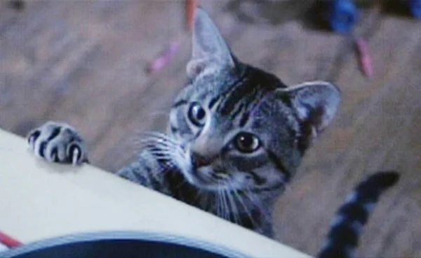 I know this may seem like just an excuse to have a cute kitty, but it is relevant. (denofgeek.com)
