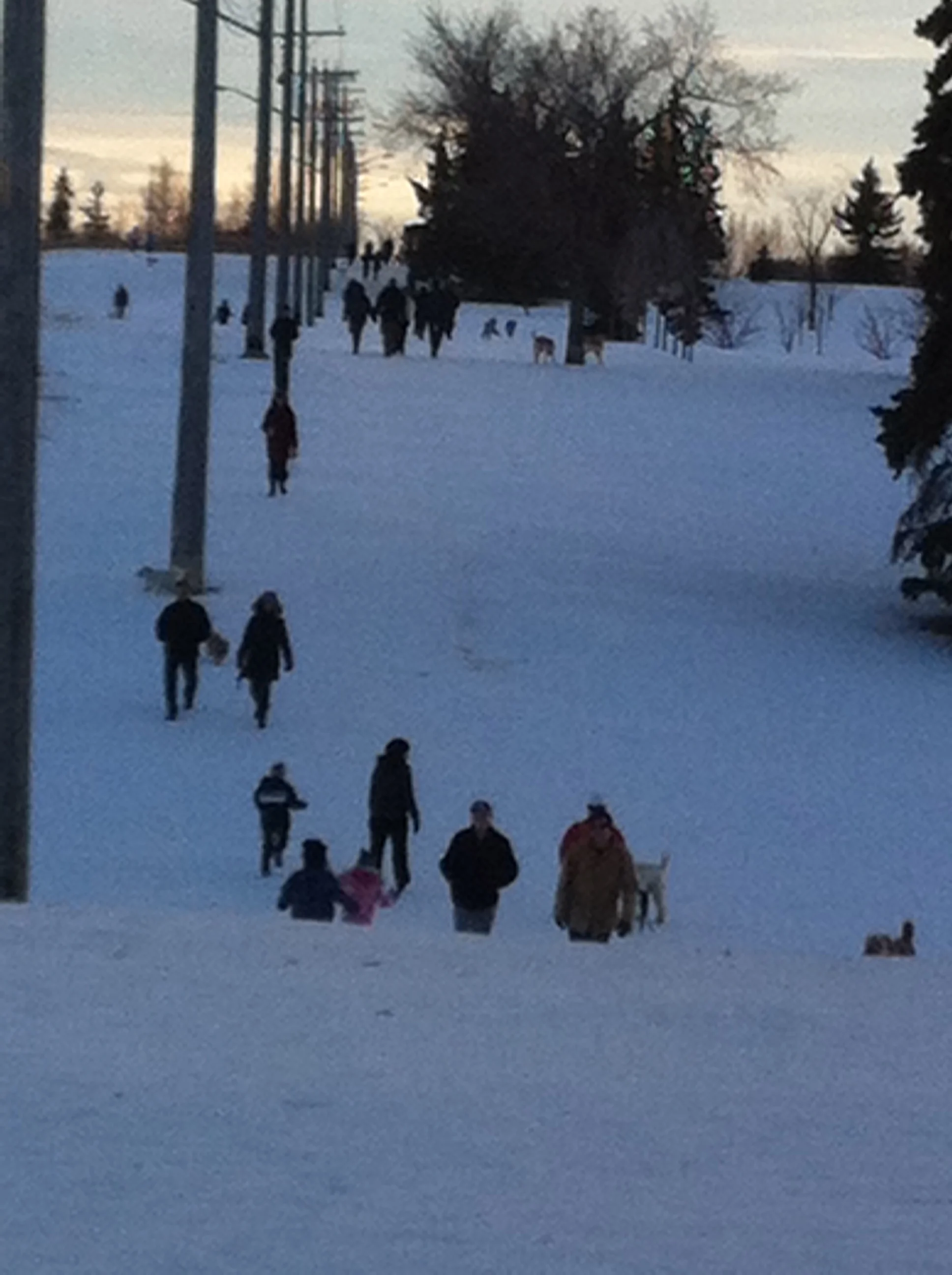 A parade of dog walker in January, in River Park, in Altadore is a common sight. 