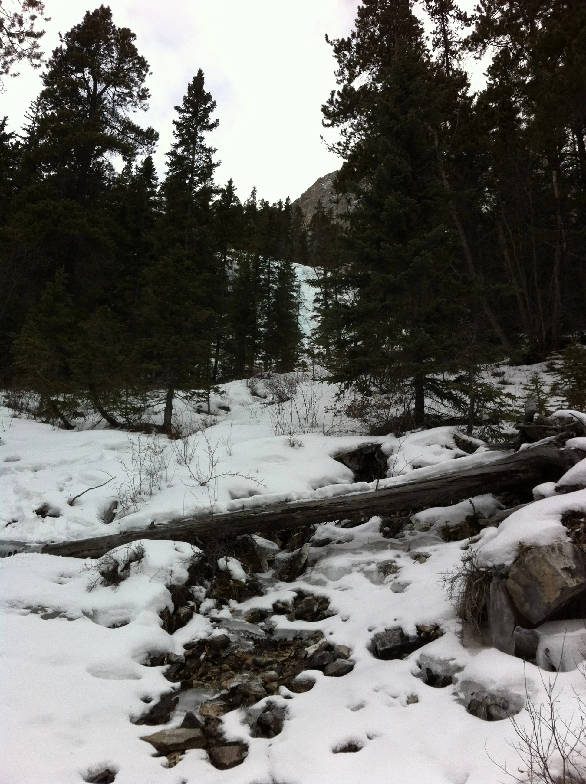 Soon we were scrambling in the mountain forest with babbling brooks. 