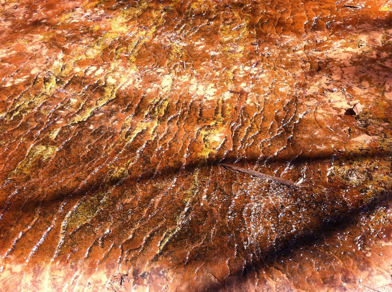 This is a close up of the water that trickles out of the rocks at the upper pool.