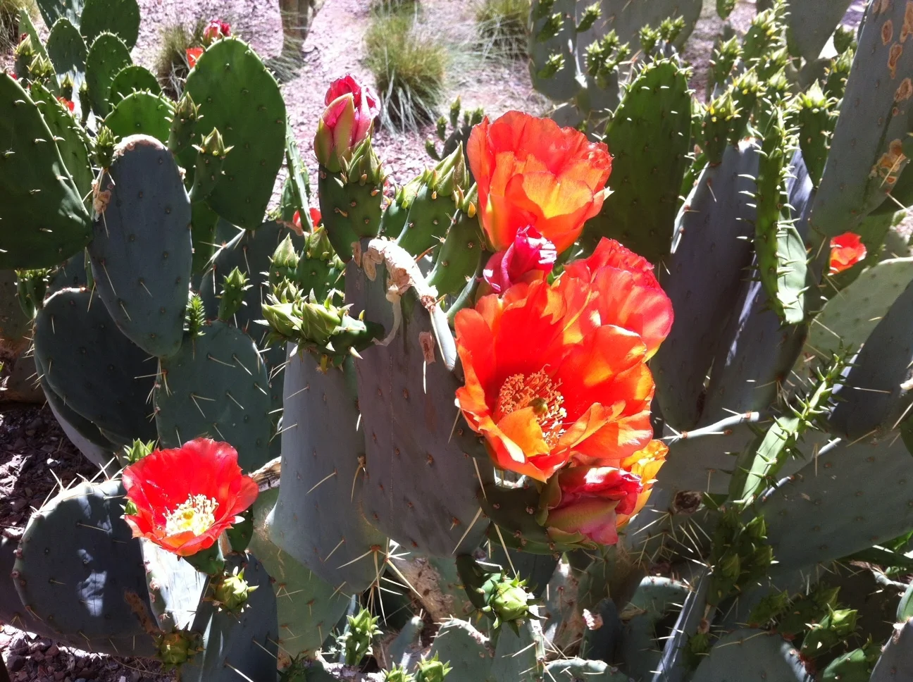 desert red flower.jpg