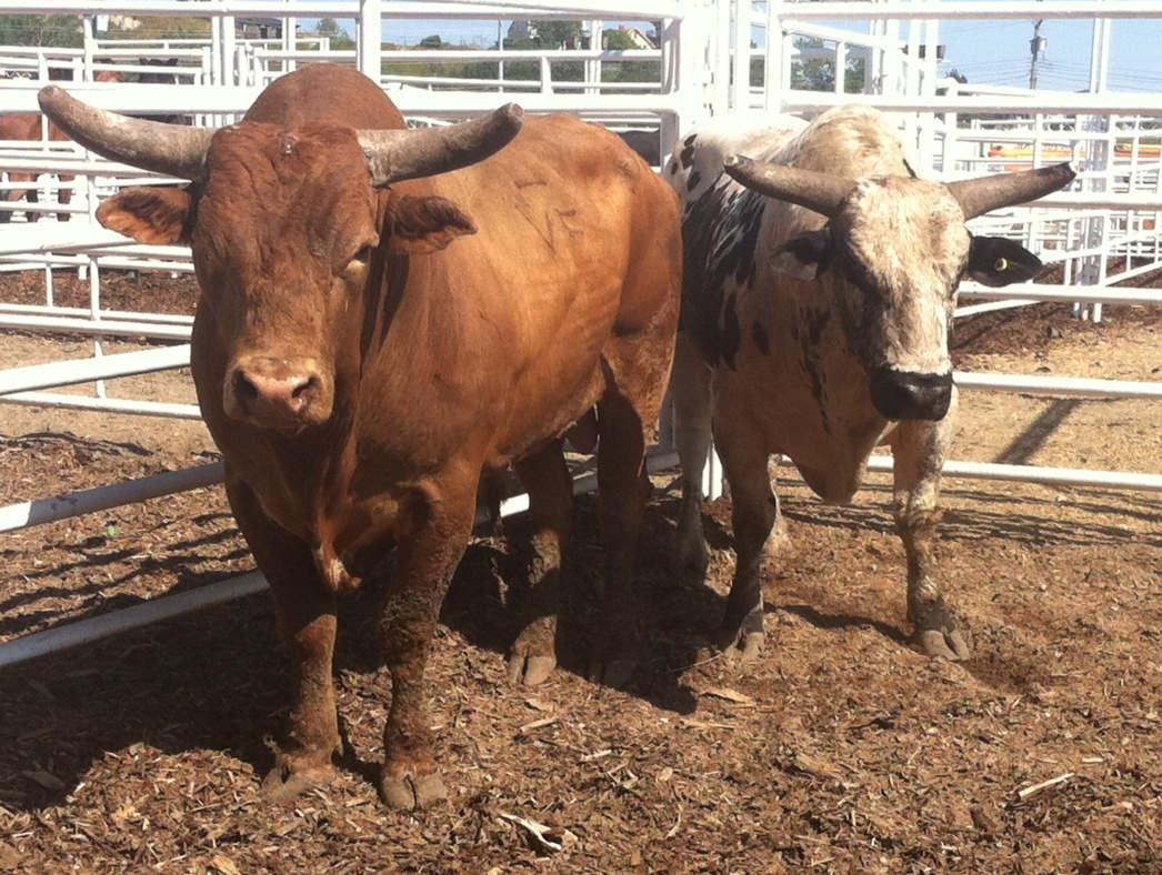I spent a lot of time observing the live stock and I never got a sense they were agitated. They reminded me of athletes waiting for the game to begin. These guys had their "game face" on!