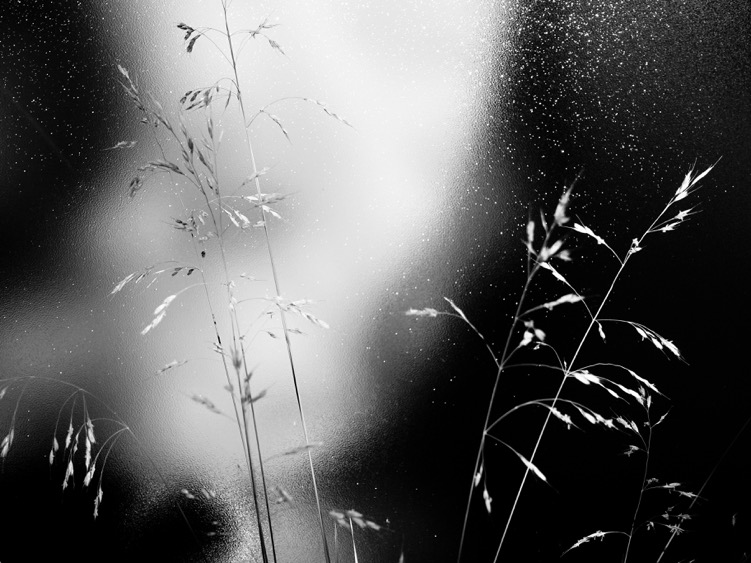This image is taken of grass mound with the frosted glass patio fence in the background. It is amazing all the things you see when you take out your camera and start looking. 