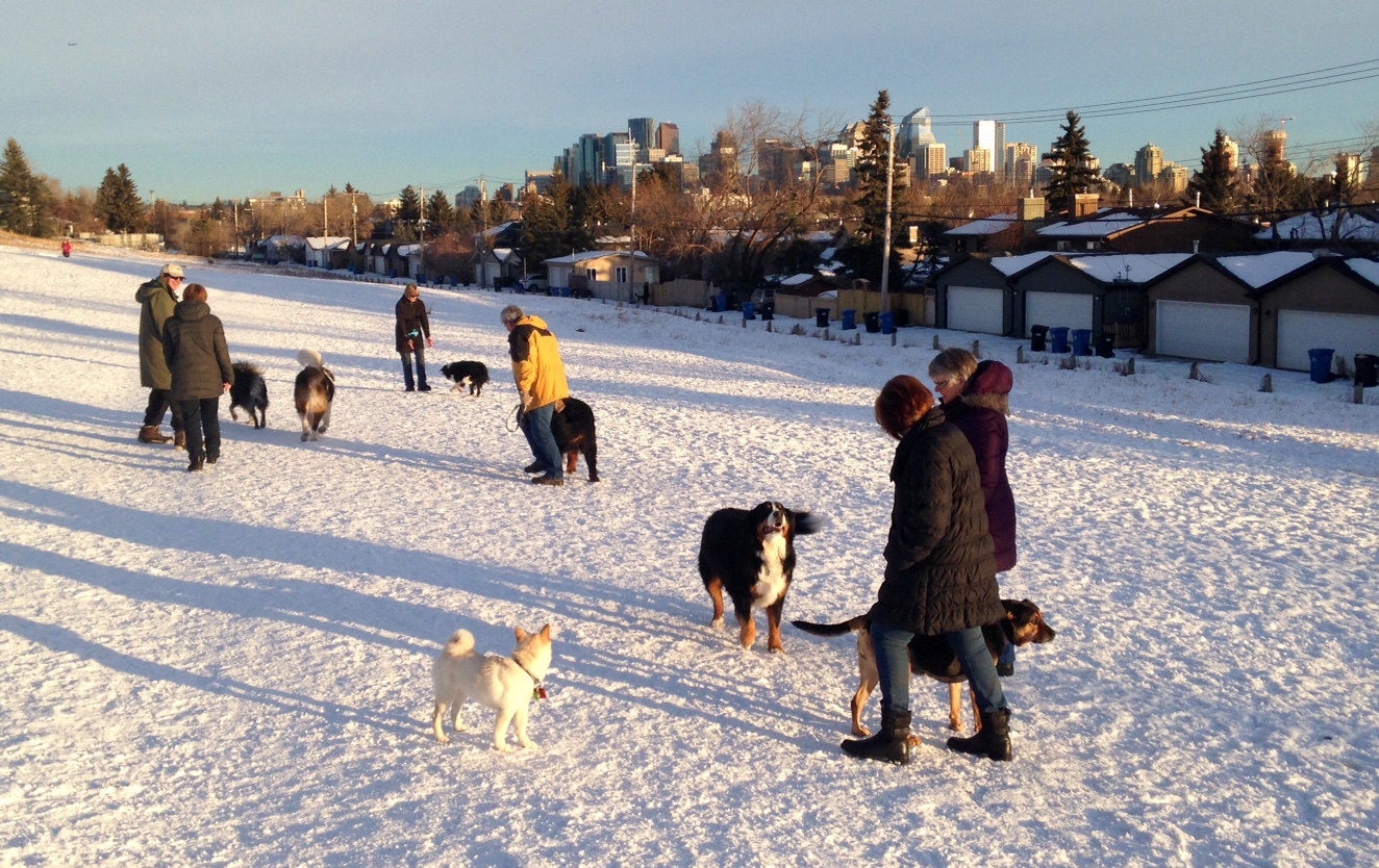 What can we do to promote and improve dog parks for more uses? Dog parks get used seven days a week, year-round. There is a great sense of community at dog parks which should be capitalized on. 
