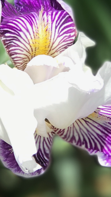Purity 
