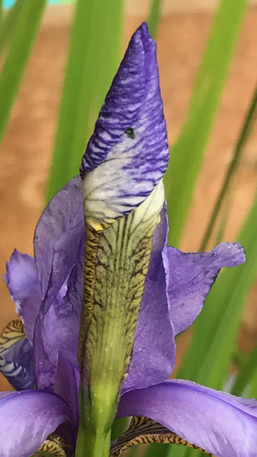 Emerging 