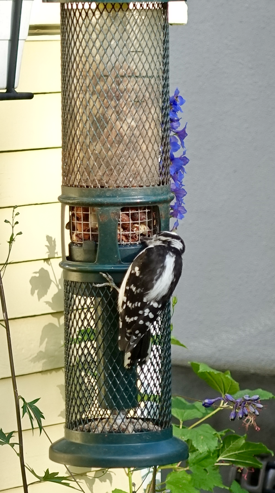This little guy was very friendly and allowed me to get very close and never did fly away. 
