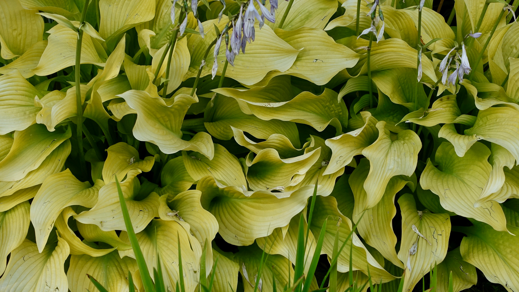 Perfect hostas