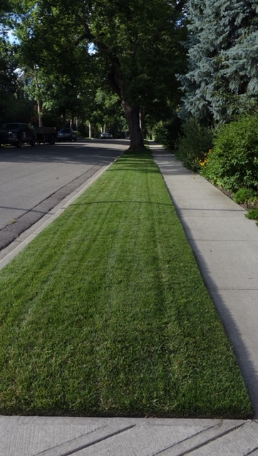 The perfect grass on this boulevard looked almost artificial. 
