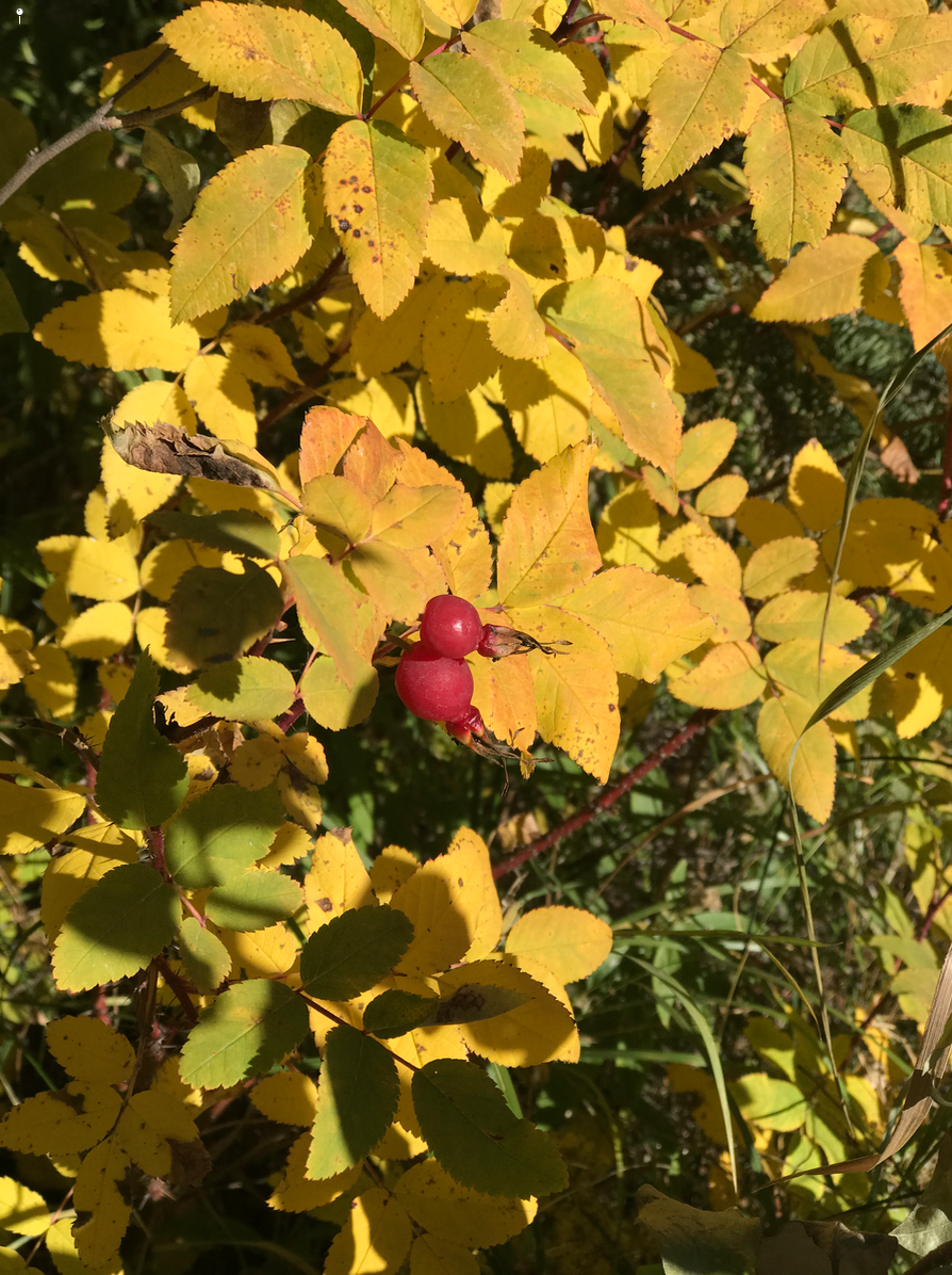 The inspiration for University City's colours (red, yellow, green and orange) come from native prairie grasses, bushes and flowers.