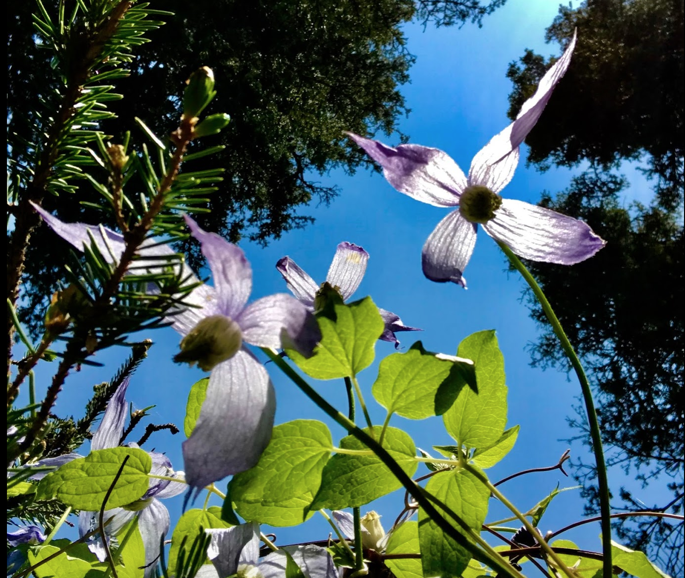 Found these wild flowers next to the 15th hole tee box at Redwood Meadows Golf course. I have been golfing at Redwood for over 20 years and never noticed them. I am always amazed at how almost everyday I find something I have never seen before even though I have walk by it many times. Link: Redwood Reflections