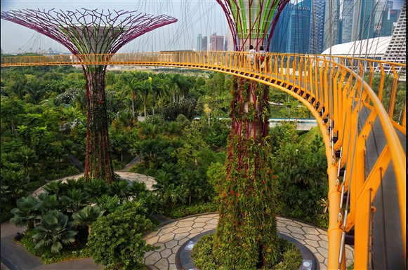This man-made mechanical forest consists of 18 supertrees that act as vertical gardens, generating solar power, acting as air venting ducts for nearby conservatories, and collecting rainwater. To generate electricity, 11 of the supertrees are fitted with solar photovoltaic systems that convert sunlight into energy, which provides lighting and aids water technology within the conservatories below.