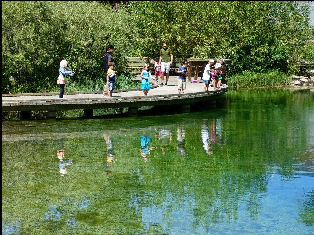 Inglewood Bird Sanctuary’s fishing pond. You can easily see the trout you are trying to catch.
