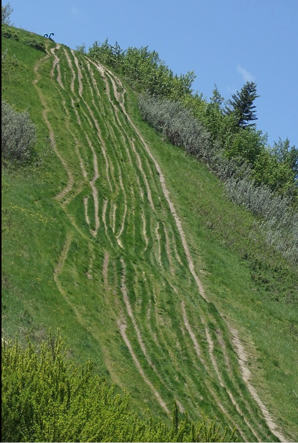 The Edworthy Park Hill challenge - run or ride - up or down!